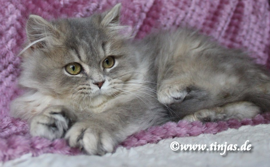 Britisch Langhaar Katzenbabys</A>
